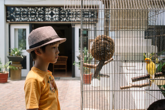 Young boy with hat looking at a pair of African Lovebirds in a cage with pity