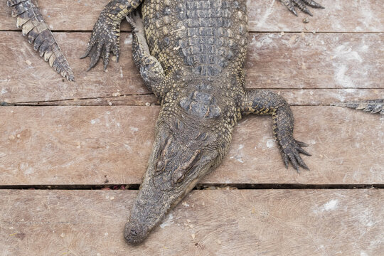 Crocodile Farm in Cambodia