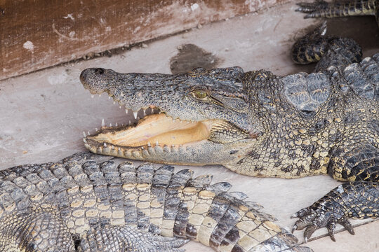 Crocodile Farm in Cambodia