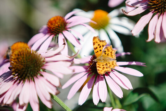 Comma butterfly foraging for nectar