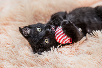 Fototapeta na wymiar Little black kitten plays with a toy. Domestic pet is a cat.