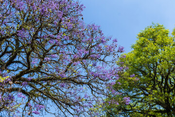Inicio da primavera no parque do Ibirapuera em São Paulo Brasil - Inicio da Primavera 2020