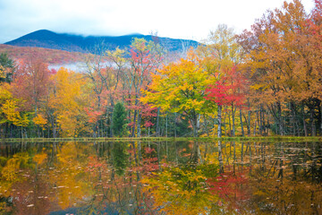 A hardwood forest at peak fall color reflects in Shadow Lake, north of Lincoln, New Hampshire, White Mountain National Forest.