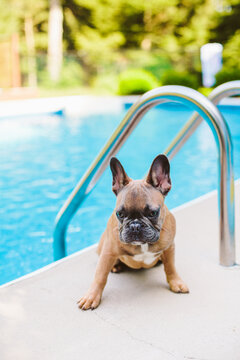 A blue fawn french bulldog hanging out by the pool.