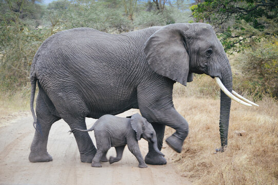 African elephant baby and mother crossing road