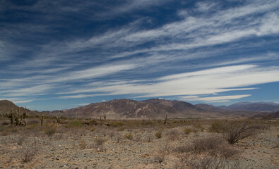 Desert landscape. View of the arid valley, sand, desert bushes, giant cactus Echinopsis atacamensis and mountains in the background under a beautiful blue sky. 