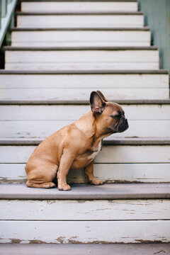 A brown french bulldog puppy sitting on stairs outside.