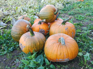 Fototapeta premium Many pumpkins collected in the pile