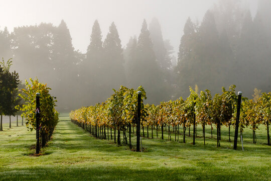 Vineyard in the Mist