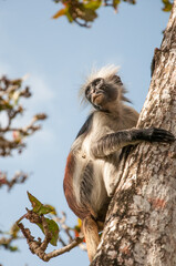 Red Colobus Monkey in a tree in Zanzibar.