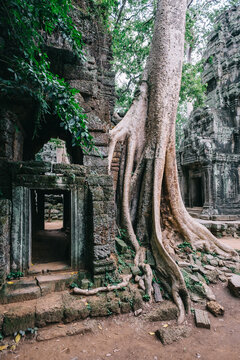 Ta Prohm Temple, aka Tomb Raider Temple, Siem Reap, Cambodia