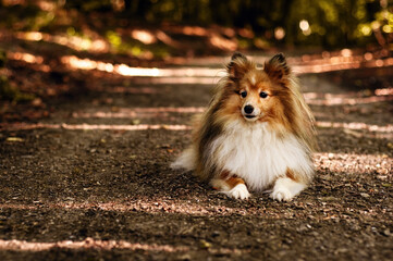 Shetland Sheepdog Sheltie sable little dog on a forest path