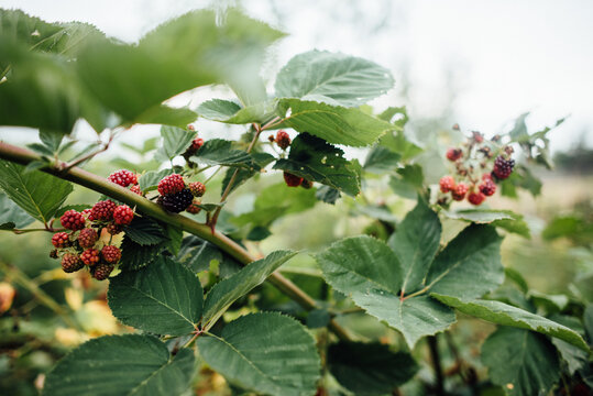 Close up of raspberries on the branch