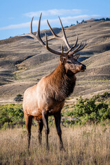 Obraz premium King Elk