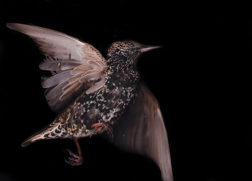 Dead bird