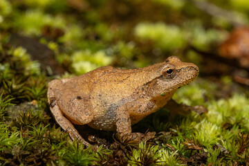 Spring peeper - Pseudacris crucifer