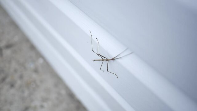 A Walking Stick Insect Walks Along The Siding Of A Home - V1