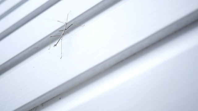 A Walking Stick Insect Walks Along The Siding Of A Home - V2