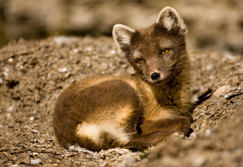 Naklejka na ściany i meble Arctic Fox, Svalbard, Norway