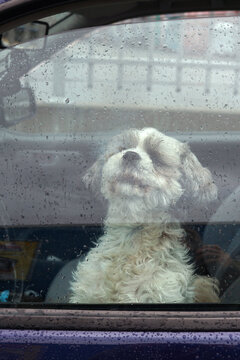 Little dog in a car