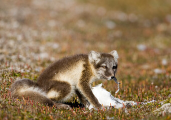 Arctic Fox, Svalbard, Norway