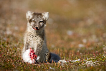 Arctic Fox, Svalbard, Norway