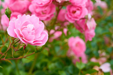 Pink roses close up on a bush with blurred background. Copy space.
