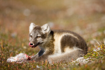 Arctic Fox, Svalbard, Norway