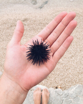 Holding a sea urchin.