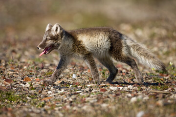 Arctic Fox, Svalbard, Norway