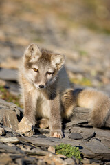 Arctic Fox, Svalbard, Norway