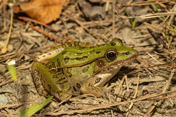 Southern Leopard Frog - Lithobates sphenocephalus