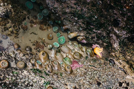 interesting sea life in tidal pool