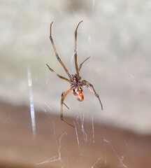 brown widow spider