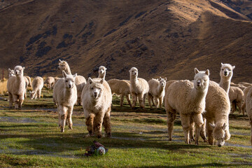 Alpacas grazing in the Andes mountains of Peru, near Cusco. 
