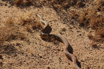 desert snake