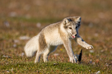 Arctic Fox Playing, Svalbard, Norway