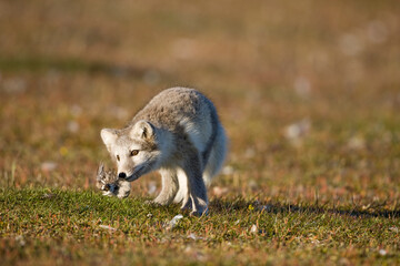 Arctic Fox Playing, Svalbard, Norway