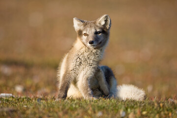 Obraz premium Arctic Fox, Svalbard, Norway