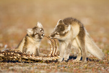 Arctic Foxes Playing, Svalbard, Norway
