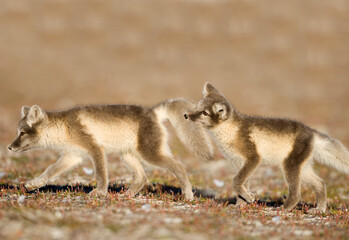 Arctic Foxes Playing, Svalbard, Norway