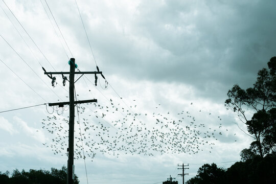 Cockatiels flying frantically before the storm