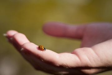 A ladybug on a hand of young caucasian woman with blurred background. Copy space.