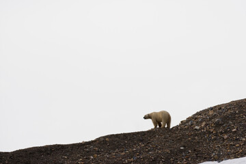 Polar Bear, Svalbard, Norway