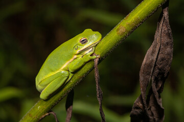 Green treefrog in Virginia, USA - Hyla cinerea