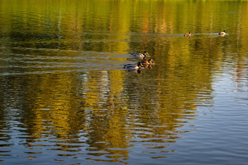 Autumn landscape in a city park on the river bank.