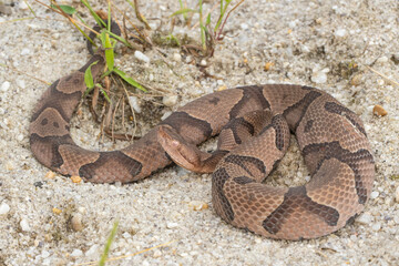 Eastern copperhead - Agkistrodon contortrix