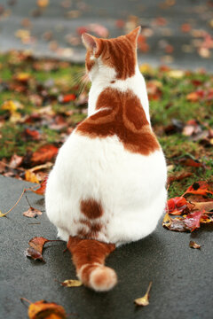 Back Side of Orange and White Cat With Angel Wing Markings