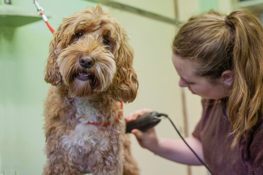 Happy dog being clipped.