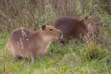 carpincho en la hierba